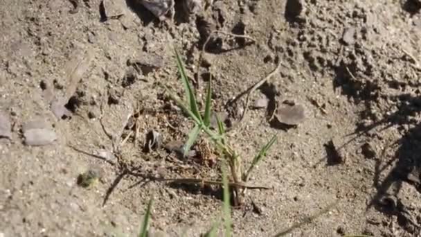 Sandwespen Erkunden Den Boden Zum Graben — Stockvideo