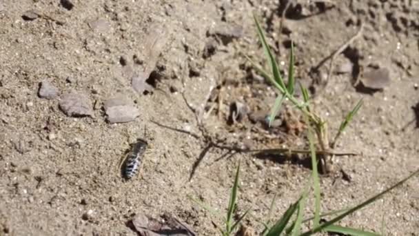 Sand Wasp Searching Nest Burrow Spot — Stock Video