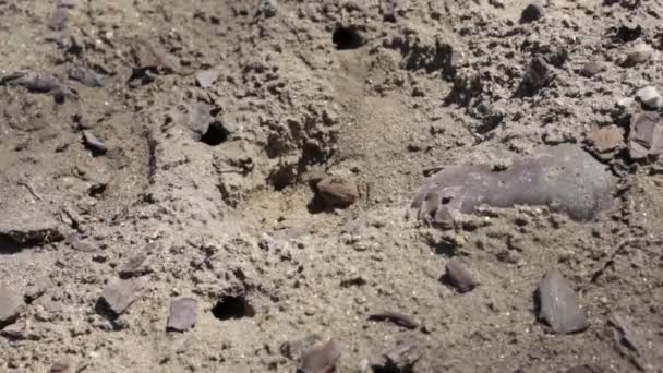 Σφήκα Άμμου Όλο Σμήνος Φωλιών — Αρχείο Βίντεο