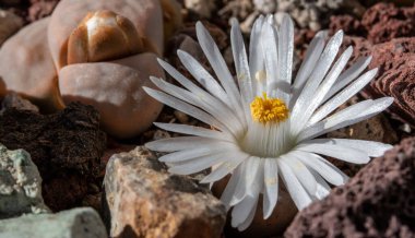 Lithops çiçeğine ya da canlı taş çiçeklerine yakın durun. Lithops, Aizoaceae familyasından bir bitki cinsidir. Cins üyeleri Güney Afrika 'ya özgüdür..