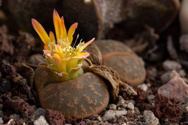 Lithops çiçeğine ya da canlı taş çiçeklerine yakın durun. Lithops, Aizoaceae familyasından bir bitki cinsidir. Cins üyeleri Güney Afrika 'ya özgüdür..