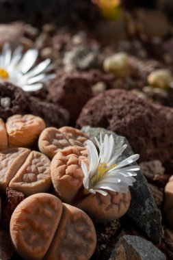 Lithops çiçeğine ya da canlı taş çiçeklerine yakın durun. Lithops, Aizoaceae familyasından bir bitki cinsidir. Cins üyeleri Güney Afrika 'ya özgüdür..