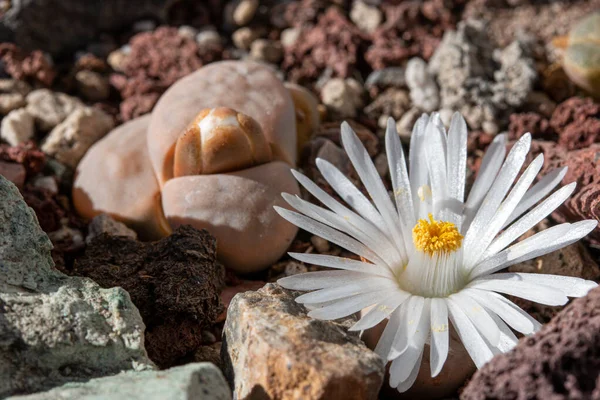 Lithops çiçeğine ya da canlı taş çiçeklerine yakın durun. Lithops, Aizoaceae familyasından bir bitki cinsidir. Cins üyeleri Güney Afrika 'ya özgüdür..