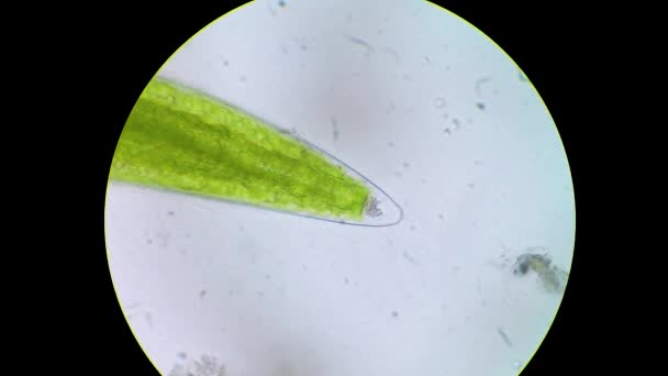 Cierre del orbe de microcristales de algas Closterium — Vídeo de stock