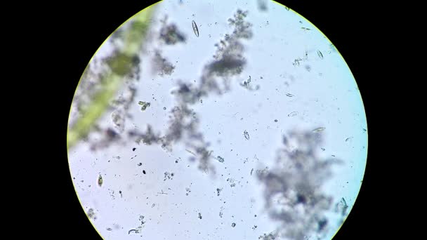 Diatomeas vivas en agua bentónica del estanque — Vídeos de Stock