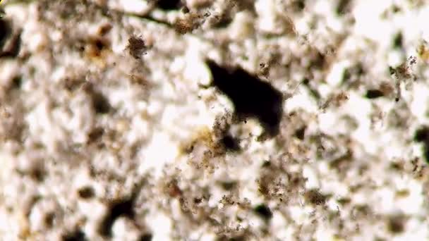 Vue au microscope d'un rotifère, organisme unicellulaire encore mystérieux — Video