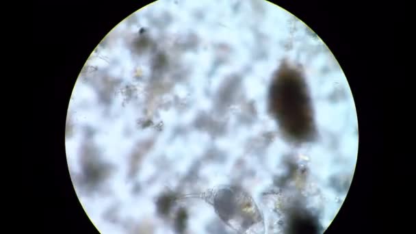 Mikroskop görüntüsü, hala gizemli tek hücreli organizma. — Stok video
