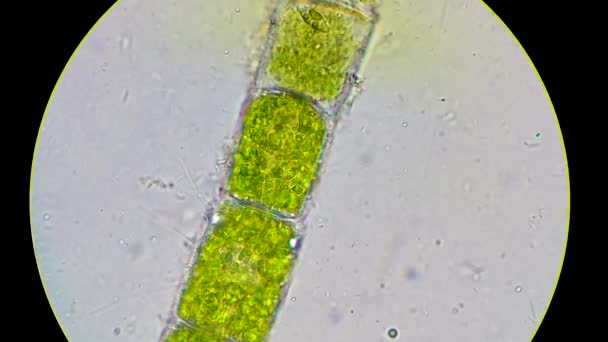 Intense bacterial activity surrounding green algae filament — 비디오