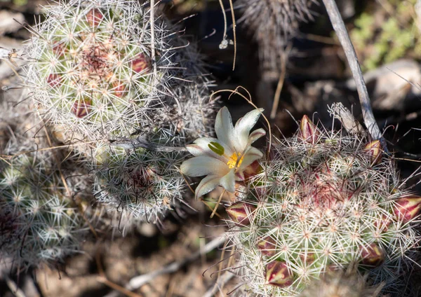Mammillaria Dioica Cactus Fresa Floreciendo Naturaleza — Foto de Stock
