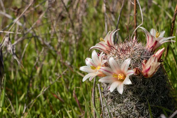 Mammillaria Dioica Cactus Fresa Floreciendo Naturaleza — Foto de Stock