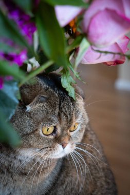 Muhteşem kahverengi İskoç kedisi bir buketin arkasına saklanıyor.