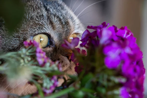 Gyönyörű Barna Skót Fold Macska Mögött Bujkál Egy Virág Csokor — Stock Fotó