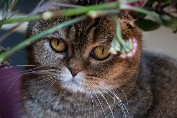 Wunderschöne Braune Schottische Faltkatze Versteckt Sich Hinter Einem Blumenstrauß — Stockfoto