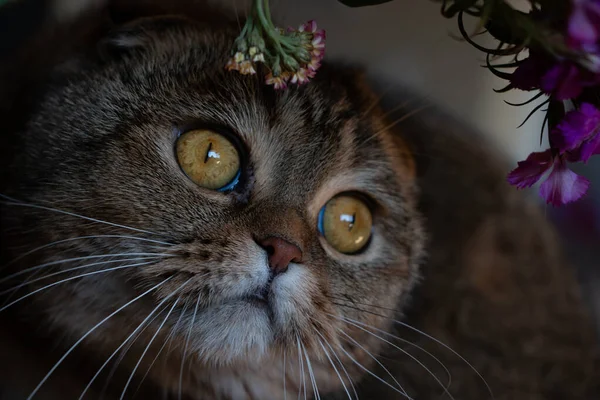 Wunderschöne Braune Schottische Faltkatze Versteckt Sich Hinter Einem Blumenstrauß — Stockfoto