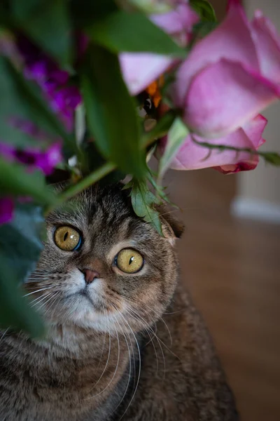 Hermoso Marrón Escocés Plegable Gato Escondido Detrás Ramo Flores —  Fotos de Stock