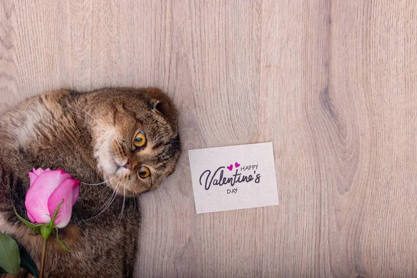 Směšně Roztomilé Skotské Skládací Kočka Přeje Šťastný Valentýna — Stock fotografie