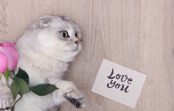 Nádherná Bílá Skotská Skládací Kočka Milující Valentýna — Stock fotografie