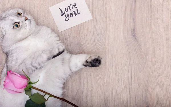 Nádherná Bílá Skotská Skládací Kočka Milující Valentýna — Stock fotografie