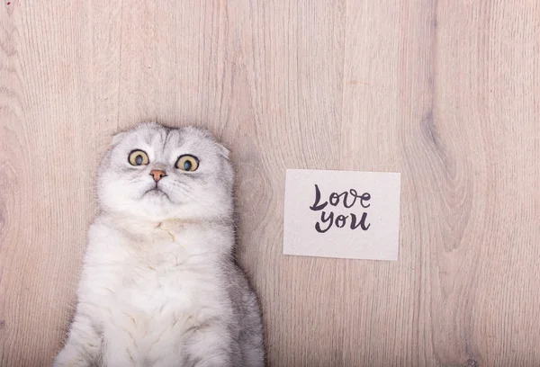 Ohromená Kočka Milostným Vzkazem — Stock fotografie