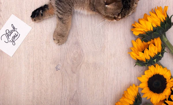 Gorgeous and cute Scottish fold cat being grateful and saying thanks