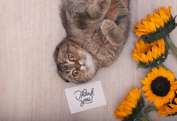 Gorgeous and cute Scottish fold cat being grateful and saying thanks