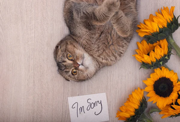 Gorgeous Cute Scottish Fold Cat Sorry Note —  Fotos de Stock