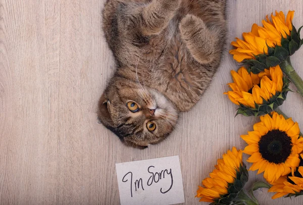 Gorgeous Cute Scottish Fold Cat Sorry Note —  Fotos de Stock