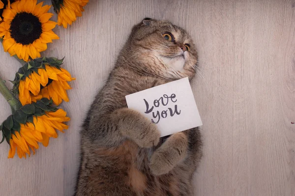 Milující Kočka Drží Milostný Dopis Leží Vedle Slunečnice — Stock fotografie