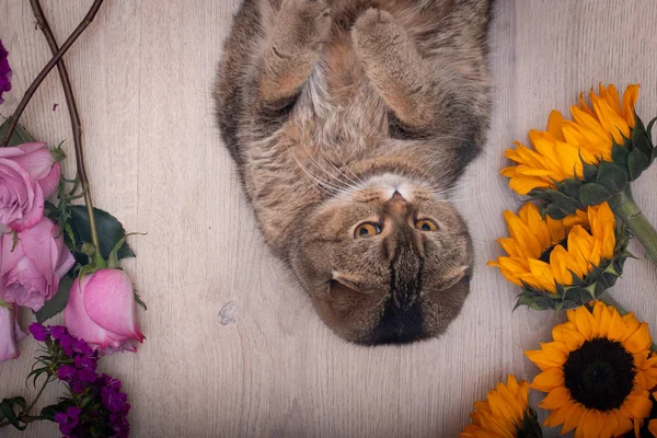 Schottische Falte Mit Blumen Auf Hölzernem Backgrund — Stockfoto