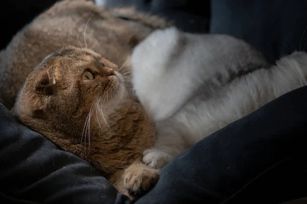 Adorable Scottish fold cats laying on a sofa