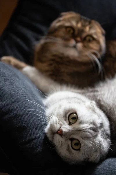 Adorável Escocês Dobra Gatos Que Colocam Sofá — Fotografia de Stock