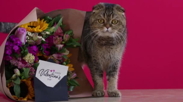 可爱的金丝雀苏格兰折叠猫情人节花束 — 图库视频影像