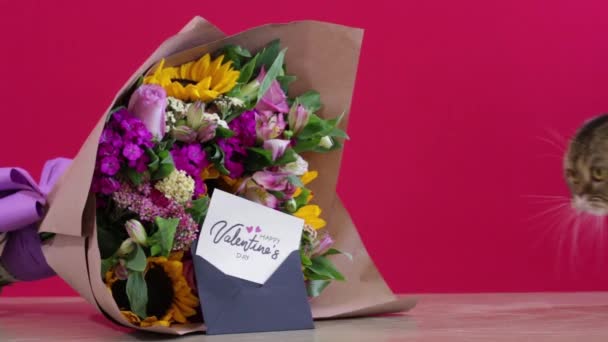 Entzückende Goldene Chinchilla Schottische Faltkatze Mit Einem Valentinstag Blumenstrauß — Stockvideo
