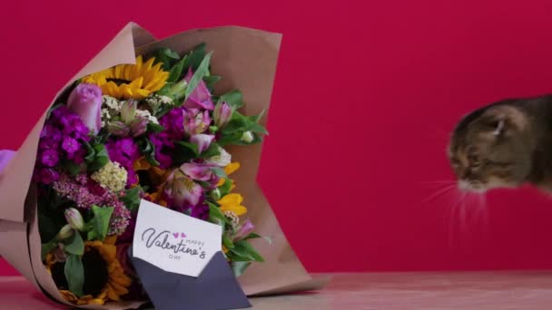 Adorable Golden Chinchilla Scottish Fold Cat Valentine Day Floral Bouquet — Stock Video