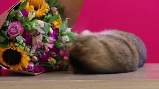 Kitty Rolando Sendo Bonito Lado Buquê Floral — Vídeo de Stock