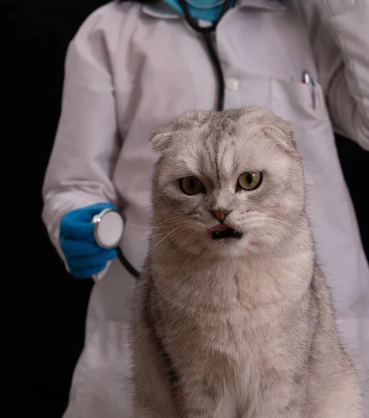 Veterinario Con Estetoscopio Examinando Gato Precioso —  Fotos de Stock