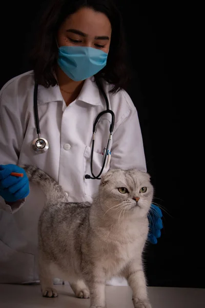 Vet preparing a cat for vaccination