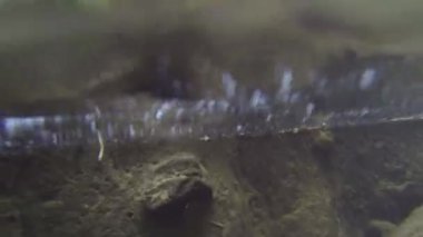 Dev su böceği yaşam alanının sualtı görüntüsü.