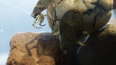 İki dev su böceği arasındaki agresif davranış