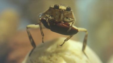 Dev su böceği, ön ayaklarıyla bir böcekle uğraşıyor.