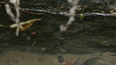 Meksika 'nın vahşi su böceğinin su habitatına yakın.