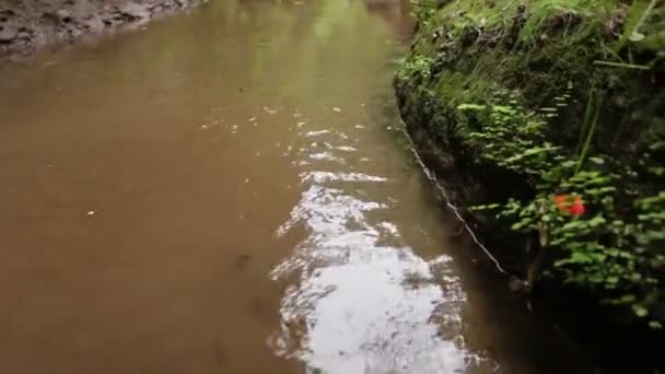 墨西哥肥皂水的天然栖息地大 — 图库视频影像