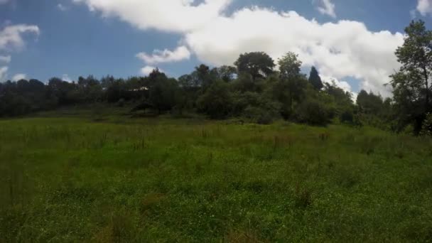 Time Lapse Windy Hillside Forest Edge — Stock Video