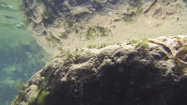 巨大な虫の生息地の水中ショット — ストック動画