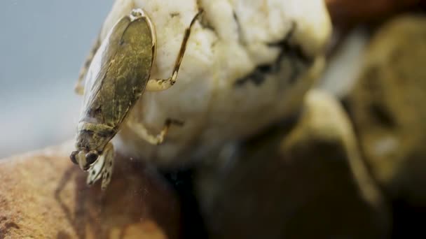 Comportement féroce de la tête d'insecte d'eau 