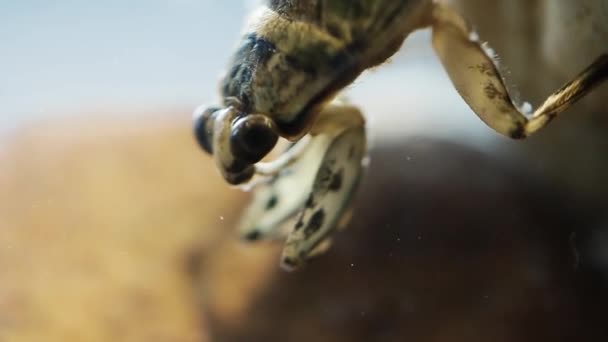 Ferocious Water Bug Head Bobbing Behaviour — Stock Video