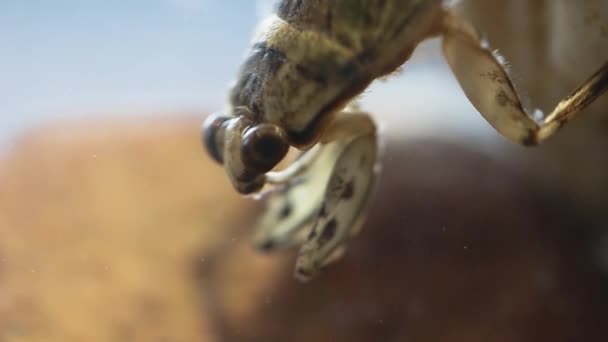 소름끼치는 물벌레의 머리가 거리는 — 비디오