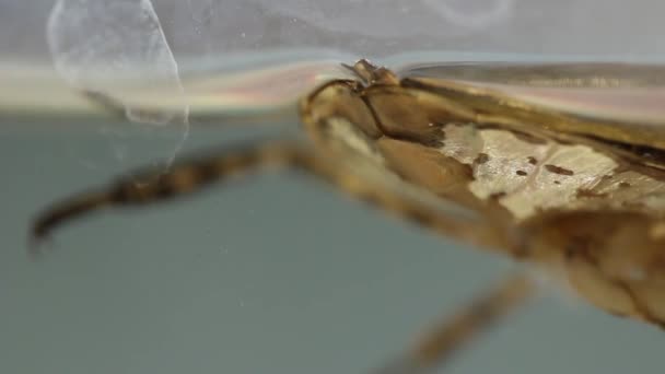 Gros Plan Abdomen Géant Insecte Eau Tout Respirant Par Ménisque — Video