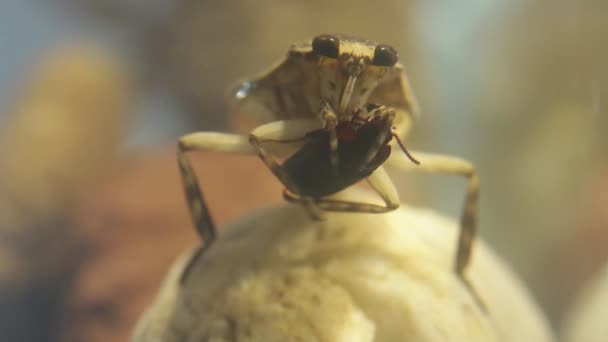 Coccinelle géante manipulant un coléoptère térébrien avec ses pattes antérieures 
