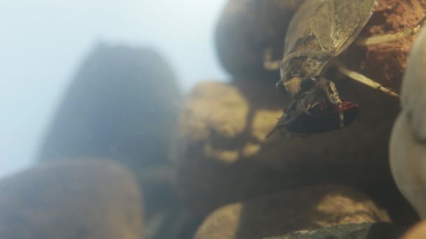 Water Bug Eating Mealworm Beetle Underwater Footage — Stock Video